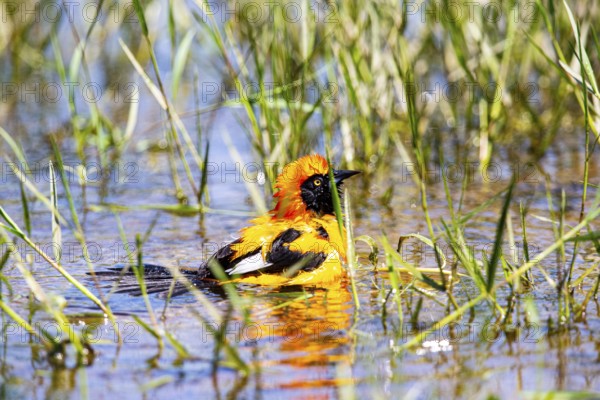 Orangetroupial (Icterus icterus) Pantanal Brazil