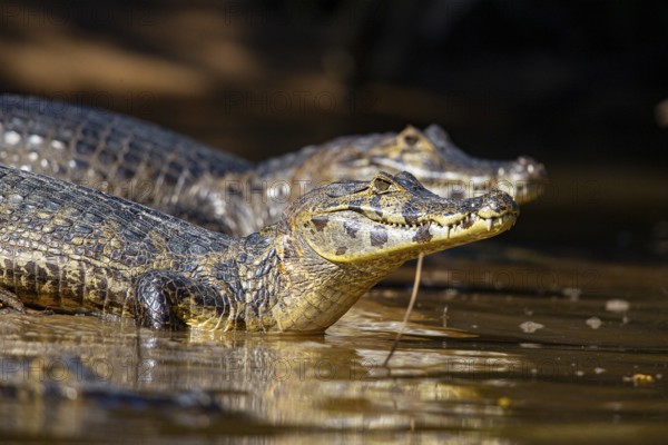 Spectacled caiman (Caiman crocodilius) Pantanal Brazil
