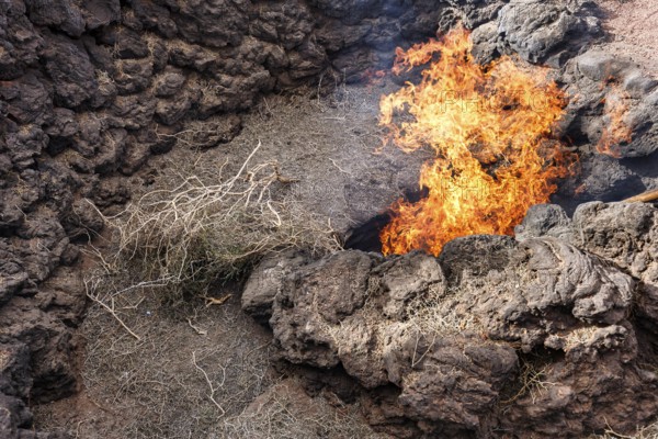 El Diablo, fire from the lava fissure, volcanic activity, demonstration for tourists, Fire Mountains of Timanfaya National Park, Montanas del Fuego, Lanzarote, Canary Islands, Spain, Europe