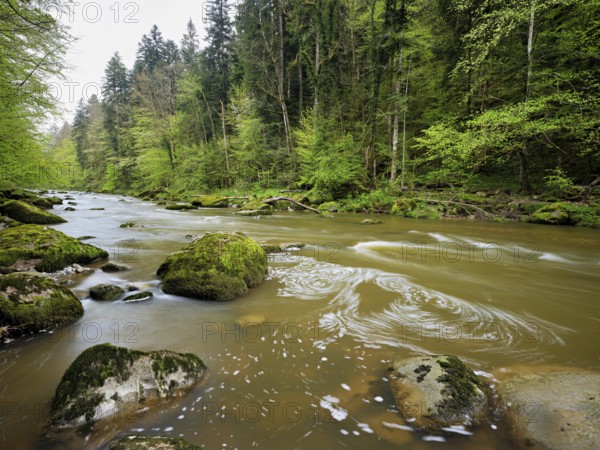 European beech trees shedding leaves, in the foreground moss-covered stones on the river Sihl, Sihlsprung, Menzingen, Canton Zug, Switzerland, Europe