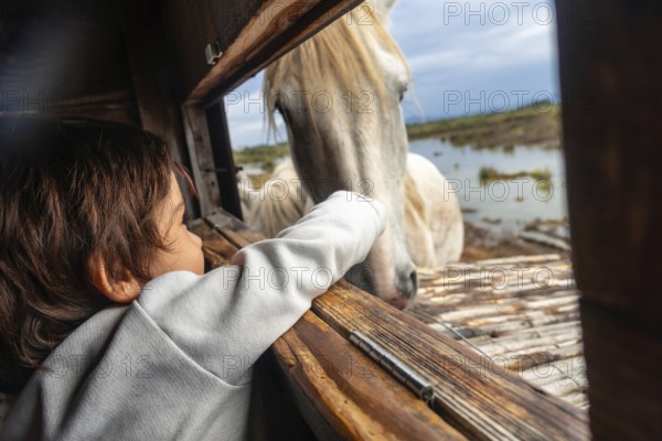 Young child reaching out to a white horse through a wooden window frame in s'albufera natural park, mallorca, spain