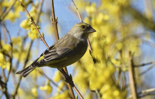 Greenfinch (Chloris chloris) perches in Forsythia, (Forsythia × intermedia)