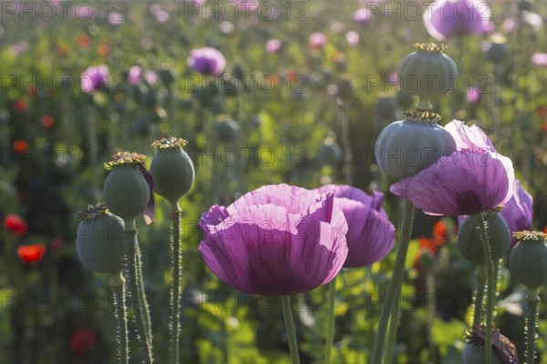 Poppy capsules and flowers of the blue poppy (Papaver somniferum) in the morning light, in a field near Callenberg, Saxony, Germany, Europe