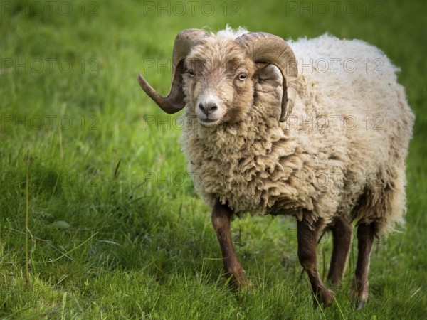 Ram with horns, running across a meadow, Ouessant sheep (Breton dwarf sheep), Germany, Europe