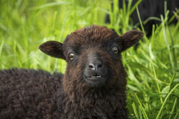 Portrait of a black sheep. Ouessant sheep (Breton dwarf sheep) . The teeth in the lower jaw are visible. Funny facial expression. Grazing. Germany
