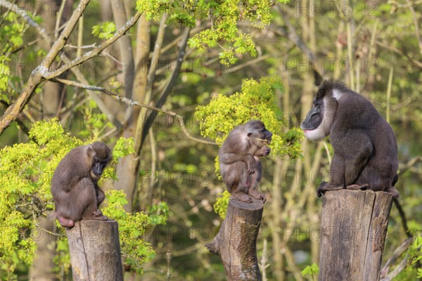 Three Drills (Mandrillus leucophaeus), a male and two females, sit high up on the three stumps of a cut tree and enjoy the early sunlight. A green forest can be seen in the background