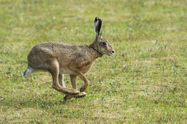European brown hare (Lepus europaeus) running across a meadow, North Rhine-Westphalia, Germany, Europe