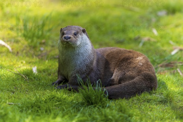 An attentive otter sits on a green meadow, European otter (Lutra lutra), Germany, Europe