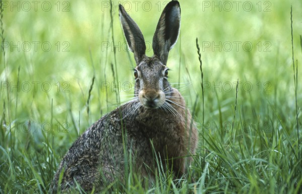 European brown hare (Lepus europaeus) sitting securely in the grass of a meadow, North Rhine-Westphalia, Germany, Europe