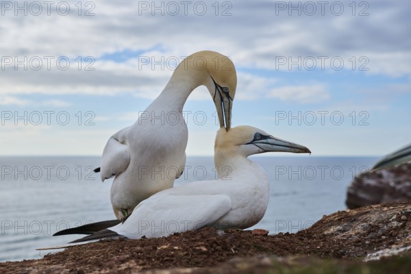 Northern gannet (Morus bassanus) couple having a love game on the cliff, wildlife, Helgoland, Germany, Europe