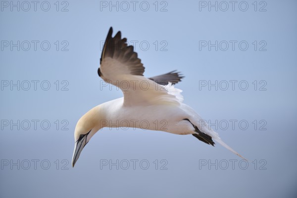 Northern gannet (Morus bassanus) flying in the sky, wildlife, Helgoland, Germany, Europe