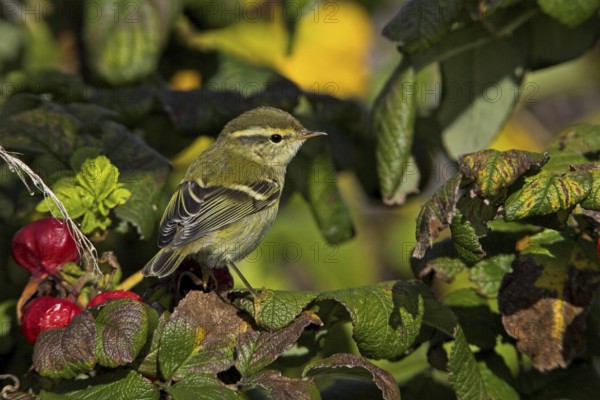 Yellow-browed Warbler (Phylloscopus inornatus), Schleswig-Holstein, Germany, Europe
