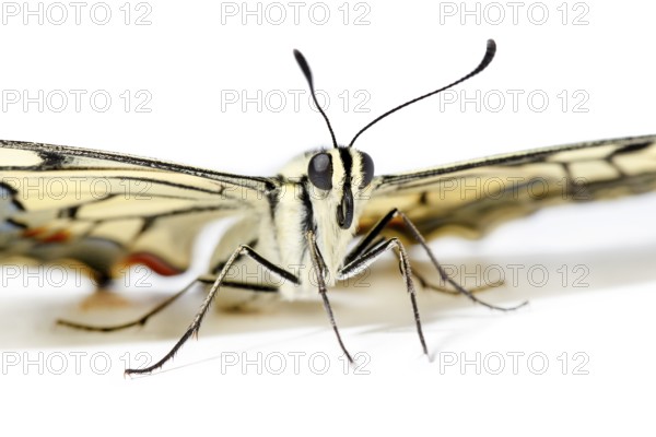 Old World Swallowtail ~ on white background ~ Galicia, Spain, Europe