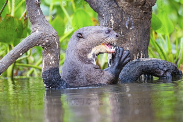 Giant otter (Pteronura brasiliensis) Pantanal Brazil