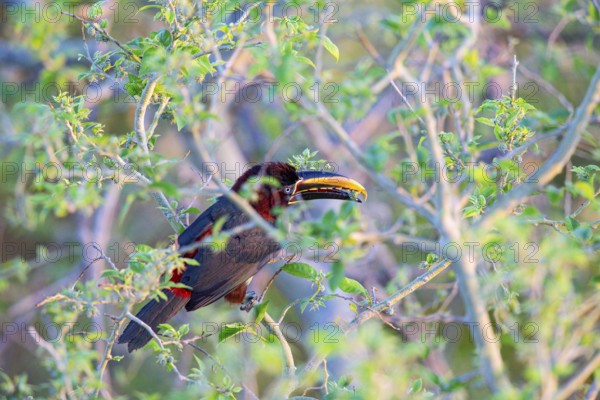 Chestnut-eared aracari (Pteroglossus castanotis) Pantanal Brazil