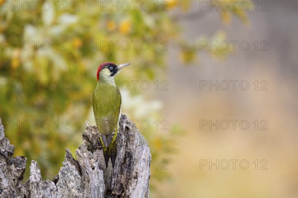 Green woodpecker (Picus viridis) Germany