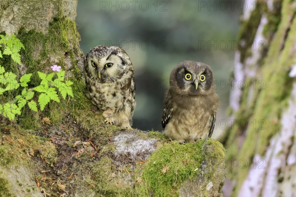 Great Horned Owl (Aegolius funereus), Great Horned Owl, adult, juvenile, on tree, on guard, watchful, in summer, Šumava, Czech Republic, Europe