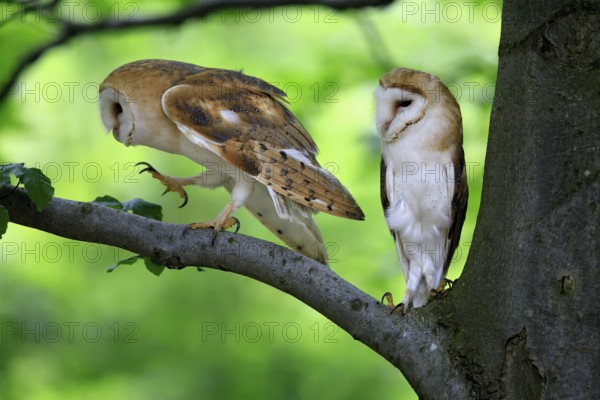 Barn owl (Tyto alba), adult, pair, vigilant, on tree, in summer, Šumava, Czech Republic, Europe