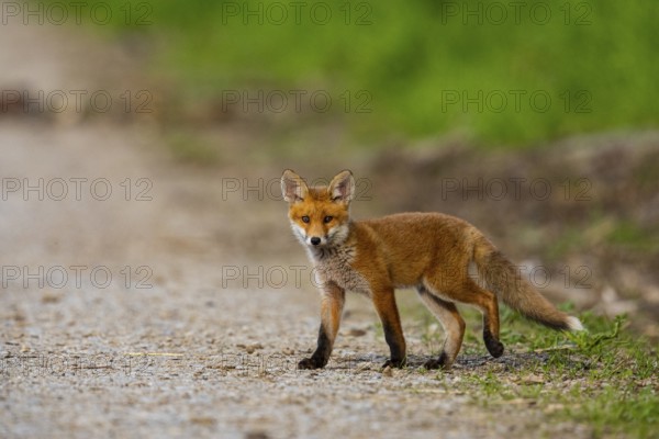 Fox (Vulpes vulpes) puppy Germany