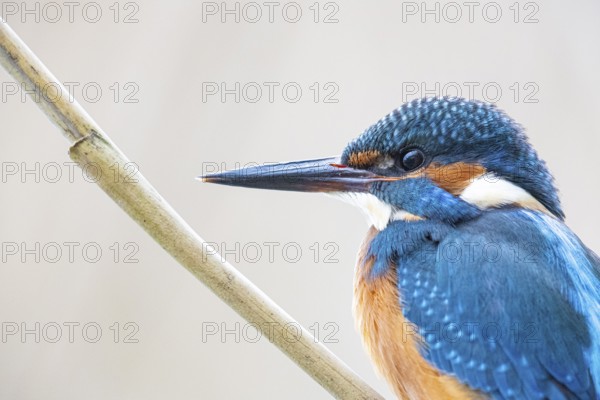 Kingfisher (Alcedo atthis) ml Germany