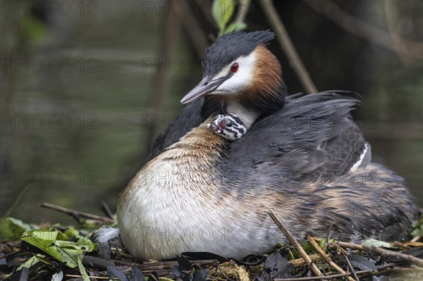 Great Crested Grebe (Podiceps Scalloped ribbonfish) with juveniles), Emsland, Lower Saxony, Germany, Europe
