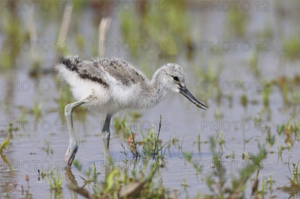 Avocet (Recurvirostra avosetta) Young bird foraging in the shore zone at the lake, Wildlife, Wading bird, Animals, Waterfowl, Lake Neusiedl National Park, Burgenland, Austria, Europe