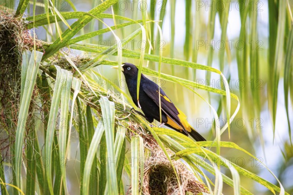 Yellow-rumped cacique (Cacicus cela) Pantanal Brazil
