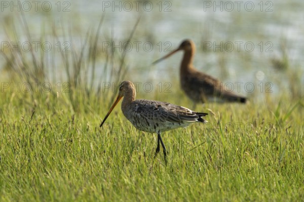 Black-tailed godwit (Limosa limosa), standing in a wet meadow, Texel, province of North Holland, Netherlands