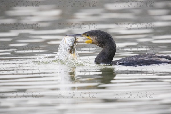 Cormorant (Phalacrocorax carbo) catching fish Germany