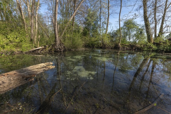 A pond with a log in it. Groundwater source of clear and transparent water. Colmar, Upper Rhine, Alsace, France, Europe