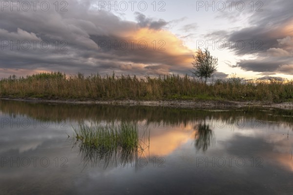 A body of water with a tree in the foreground. The water is calm and the sky is cloudy. Bas-Rhin, Alsace, Grand Est, France, Europe