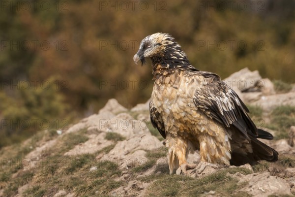 Bearded vulture (Gypaetus barbatus), also known as lammergeier or bone crusher, foraging, young bird, largest bird of prey in Europe, Catalan Alps, Spain, Europe