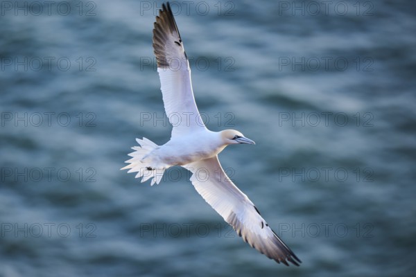 Northern gannet (Morus bassanus) flying over the sea, wildlife, Helgoland, Germany, Europe