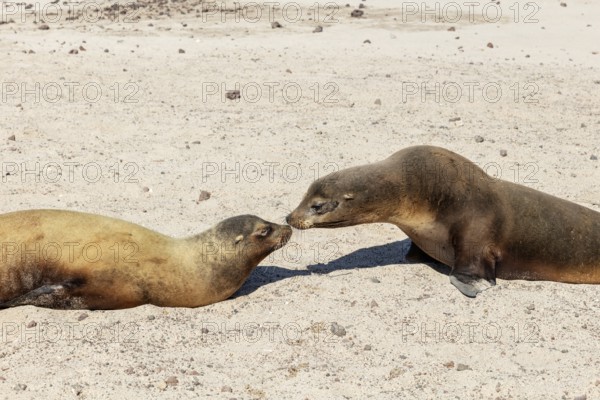 Sea lions (Zalophus wollebaeki), San Cristobal, Galapagos, Ecuador, South America