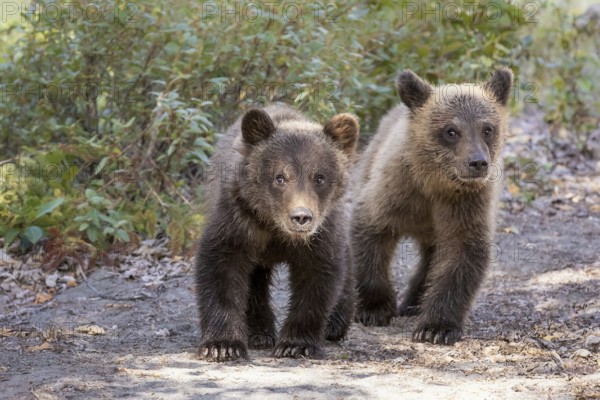 Grizzly Bear (Ursus arctos horribilis) two bear cubs, British Columbia, Canada, North America