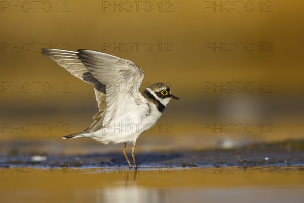Little Ringed Plover (Charadrius dubius) female flapping, North Rhine-Westphalia, Germany, Europe