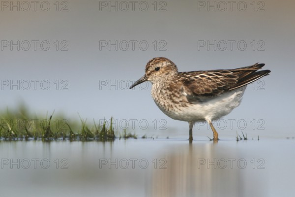 Least Sandpiper (Calidris minutilla), Ohio, USA, North America