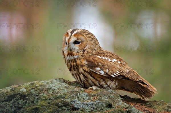 Tawny owl sitting on the stone n forest. Clear green background. Beautiful animal in the nature. Bird in the Sweden forest. Wildlife scene from dark spruce tree. Mystic bird in habitat