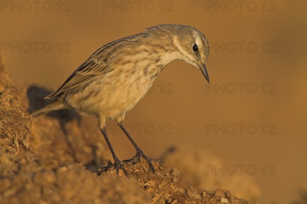Water Pipit (Anthus spinoletta), Oman, Asia