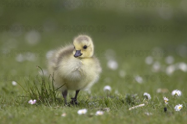 Canada Goose (Branta canadensis) chick, North Rhine-Westphalia, Germany, Europe