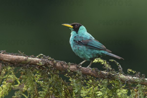 Green Honeycreeper (Chlorophanes spiza) male, Costa Rica, Central America
