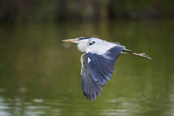 Grey heron (Ardea cinerea) flying above the water, Parc Naturel Regional de Camargue, France, Europe
