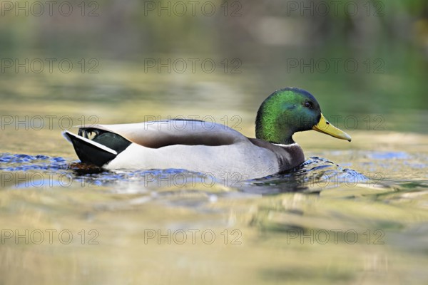 Mallard (Anas platyrhynchos), drake swimming, Switzerland, Europe