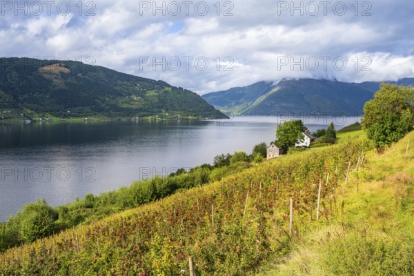 Apple trees on the shore of the Hardangerfjord, Lofthus, Vest Norway