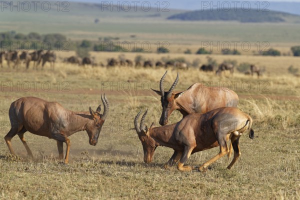 Fight between two Topi lei antelope bulls, Maasai Mara Game Reserve, Kenya, Africa