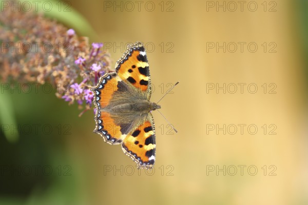 Small tortoiseshell (Aglais urticae), on summer lilac or butterfly-bush (Buddleja davidii), Wilden, North Rhine-Westphalia, Germany, Europe