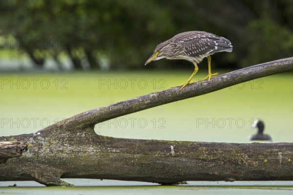 Black-crowned night-heron, black-capped night-heron (Nycticorax nycticorax) juvenile walking over fallen tree trunk in water of pond in summer