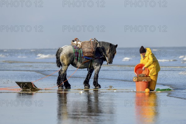 Horse fishermen at work, catching Brown shrimp (Crangon crangon), Koksijde, North Sea coast, province of West Flanders, Belgium, Europe