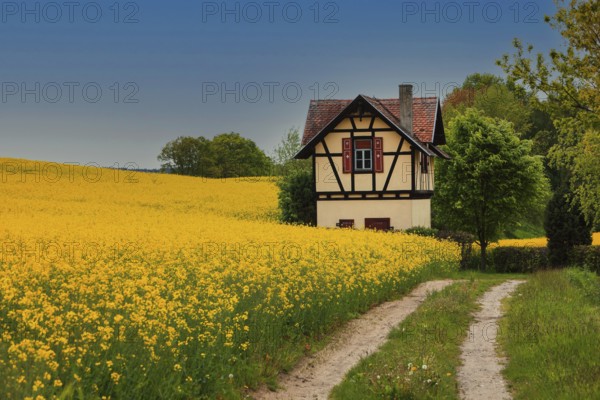 Small half-timbered house surrounded by flowering rape fields, Bamberg, Upper Franconia, Germany, Europe