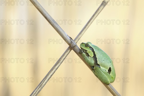 European tree frog (Hyla hyla), resting on reeds crossing, Lake Neusiedl, Austria, Europe